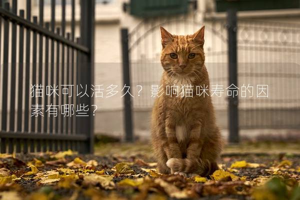 猫咪可以活多久？影响猫咪寿命的因素有哪些？