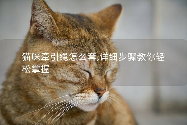猫咪牵引绳怎么套,详细步骤教你轻松掌握
