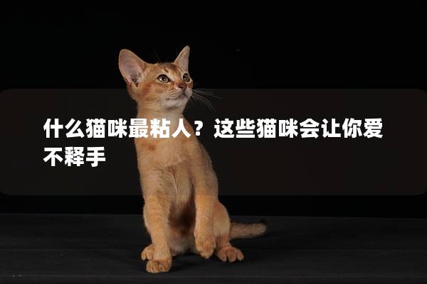 什么猫咪最粘人？这些猫咪会让你爱不释手