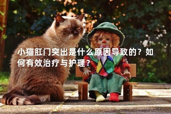 小猫肛门突出是什么原因导致的？如何有效治疗与护理？