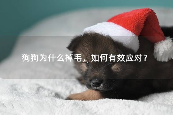 狗狗为什么掉毛，如何有效应对？