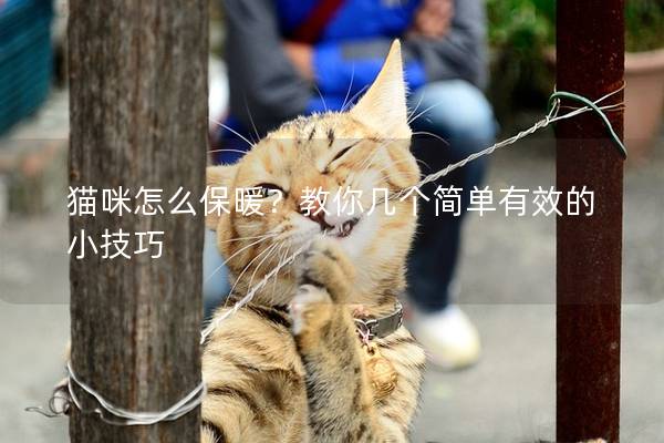 猫咪怎么保暖？教你几个简单有效的小技巧