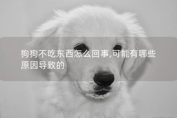 狗狗不吃东西怎么回事,可能有哪些原因导致的