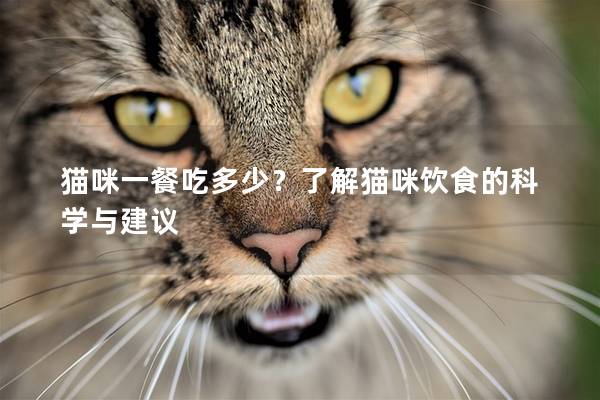 猫咪一餐吃多少？了解猫咪饮食的科学与建议