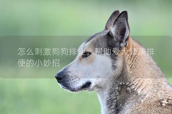 怎么刺激狗狗排便，帮助爱犬健康排便的小妙招
