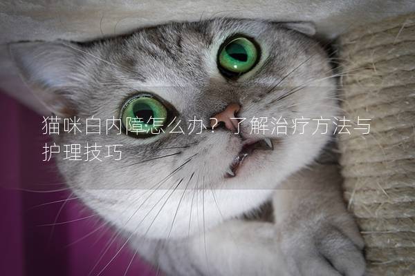 猫咪白内障怎么办？了解治疗方法与护理技巧