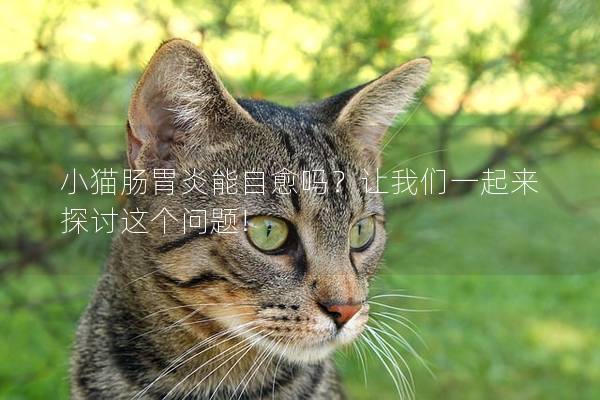 小猫肠胃炎能自愈吗？让我们一起来探讨这个问题!