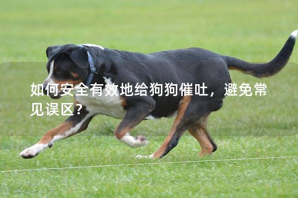 如何安全有效地给狗狗催吐，避免常见误区？