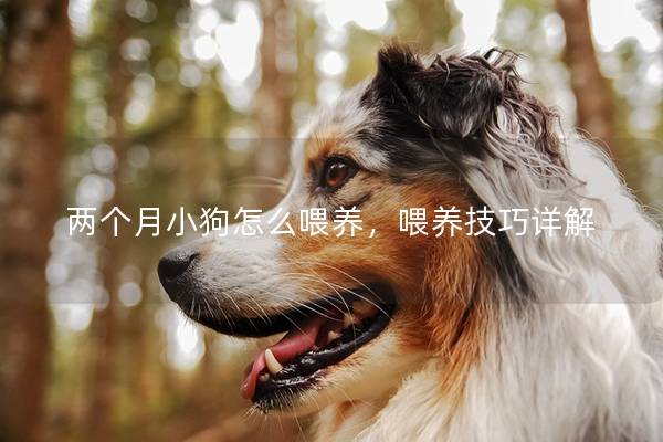 两个月小狗怎么喂养，喂养技巧详解