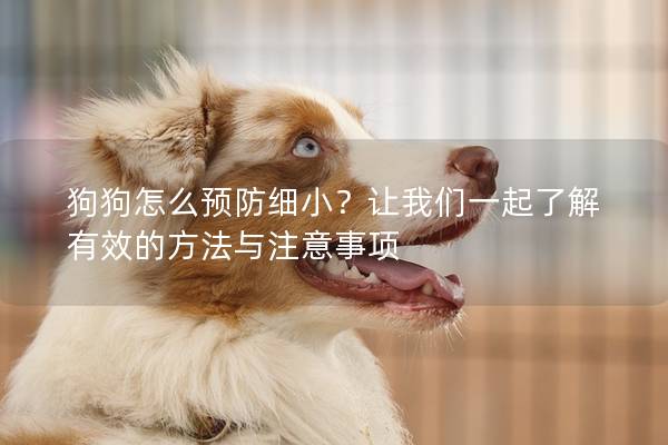 狗狗怎么预防细小？让我们一起了解有效的方法与注意事项