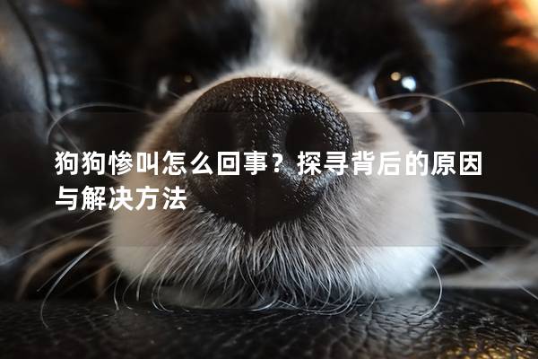 狗狗惨叫怎么回事？探寻背后的原因与解决方法