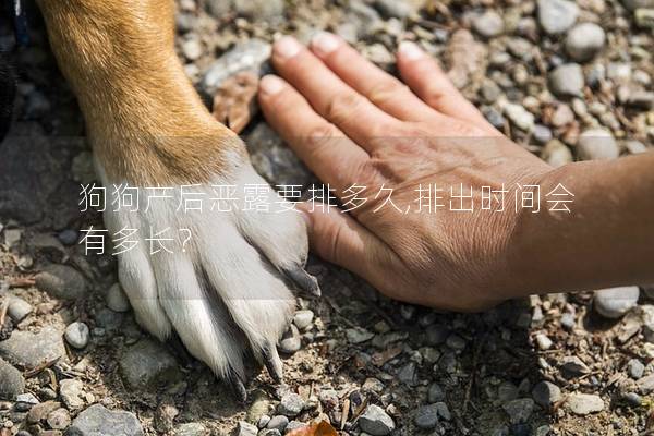 狗狗产后恶露要排多久,排出时间会有多长？