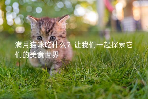 满月猫咪吃什么？让我们一起探索它们的美食世界