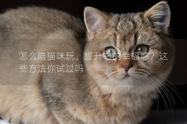 怎么陪猫咪玩，提升它的幸福感？这些方法你试过吗
