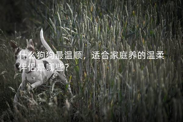 什么狗狗最温顺，适合家庭养的温柔伴侣是哪些？