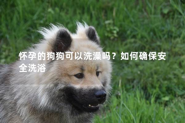 怀孕的狗狗可以洗澡吗？如何确保安全洗浴