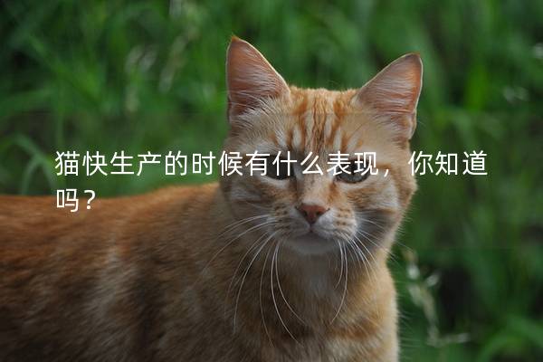 猫快生产的时候有什么表现，你知道吗？