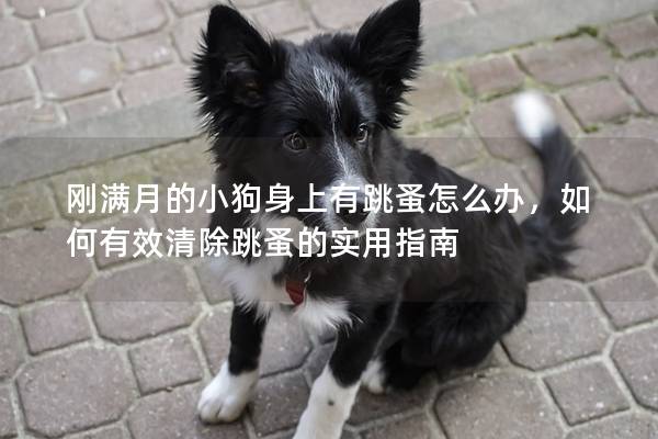 刚满月的小狗身上有跳蚤怎么办，如何有效清除跳蚤的实用指南