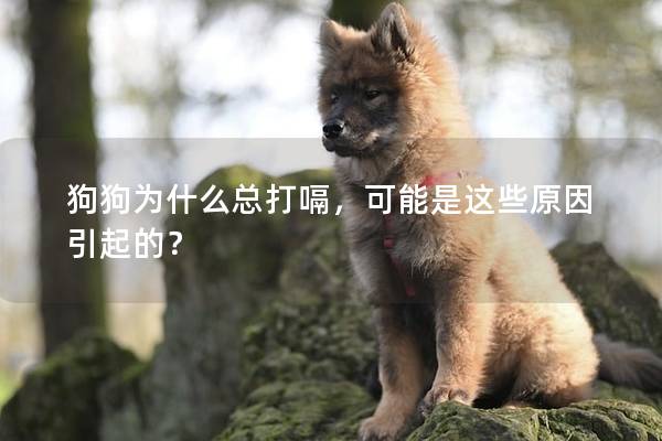 狗狗为什么总打嗝，可能是这些原因引起的？
