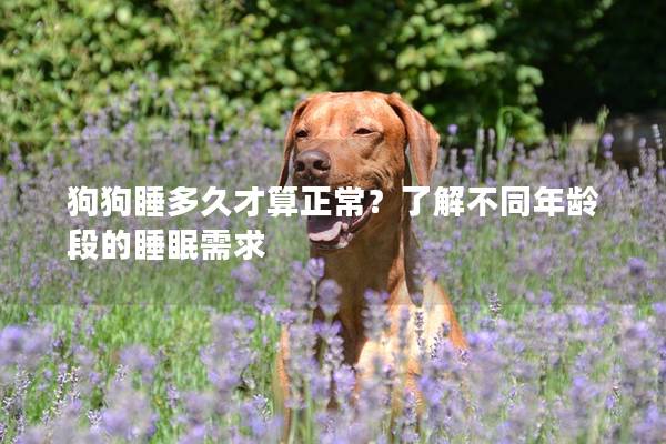狗狗睡多久才算正常？了解不同年龄段的睡眠需求