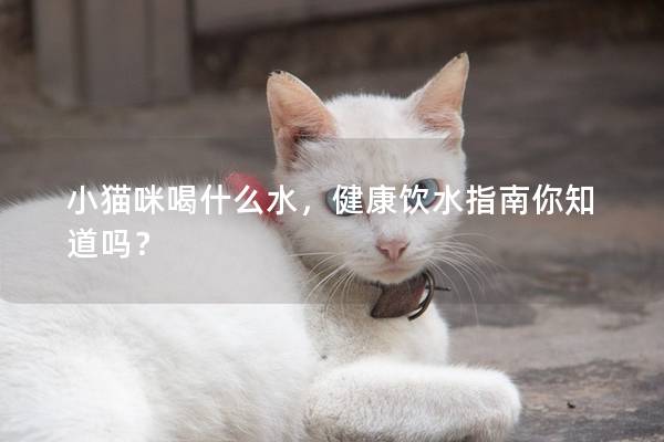 小猫咪喝什么水，健康饮水指南你知道吗？