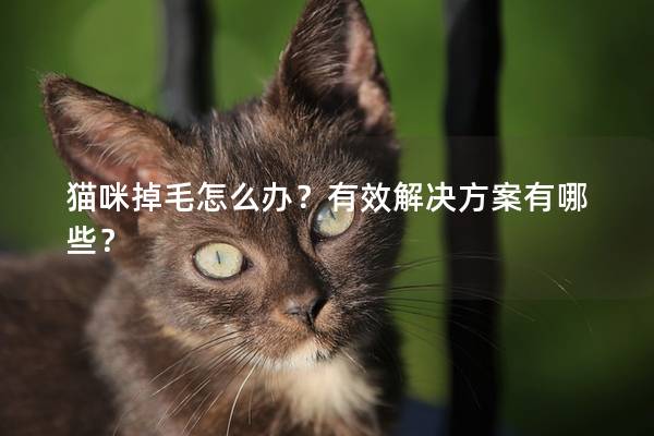 猫咪掉毛怎么办？有效解决方案有哪些？