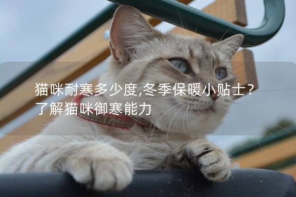 猫咪耐寒多少度,冬季保暖小贴士？了解猫咪御寒能力