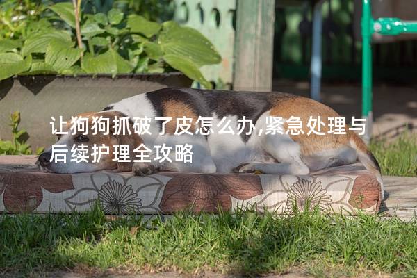 让狗狗抓破了皮怎么办,紧急处理与后续护理全攻略