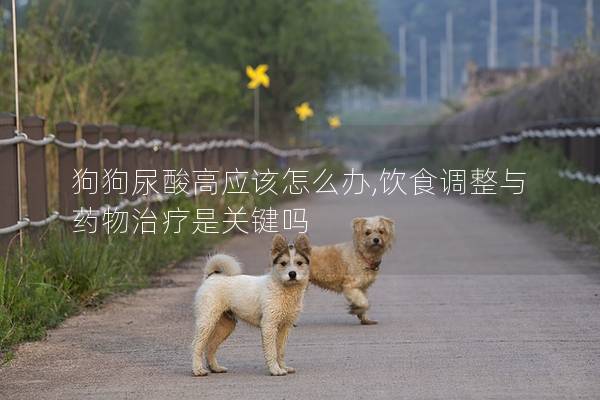 狗狗尿酸高应该怎么办,饮食调整与药物治疗是关键吗
