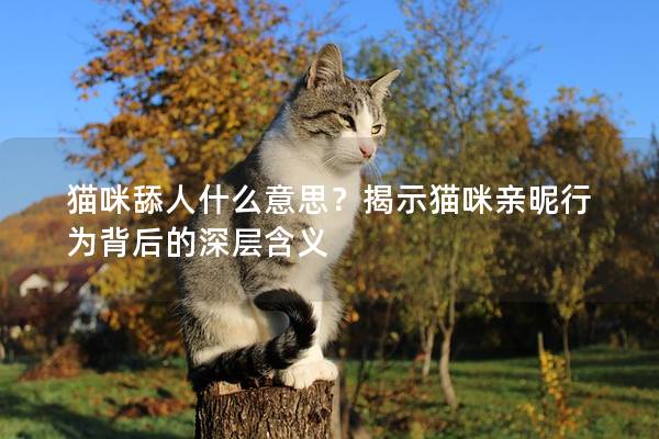 猫咪舔人什么意思？揭示猫咪亲昵行为背后的深层含义
