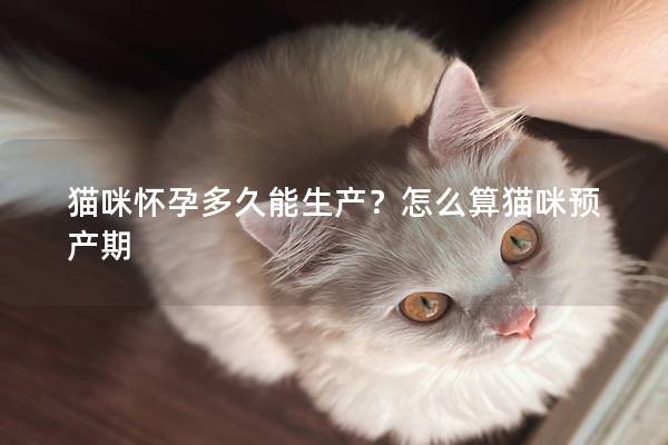 猫咪怀孕多久能生产？怎么算猫咪预产期