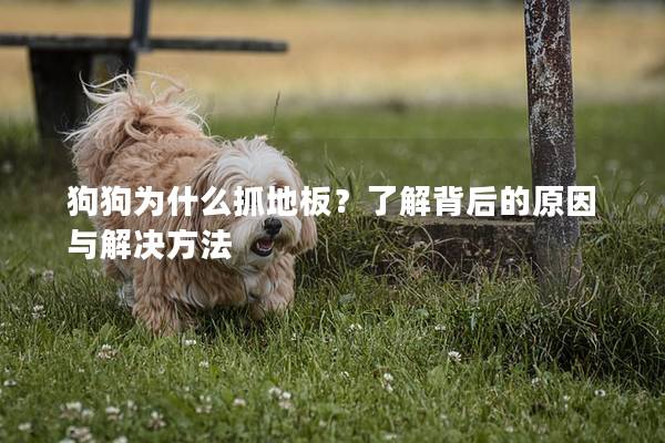 狗狗为什么抓地板？了解背后的原因与解决方法