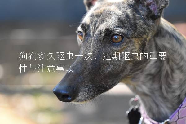 狗狗多久驱虫一次，定期驱虫的重要性与注意事项