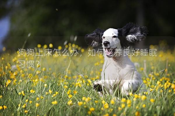 狗狗上床怎么办，如何培养良好睡眠习惯？