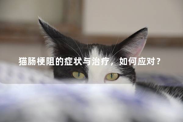 猫肠梗阻的症状与治疗，如何应对？