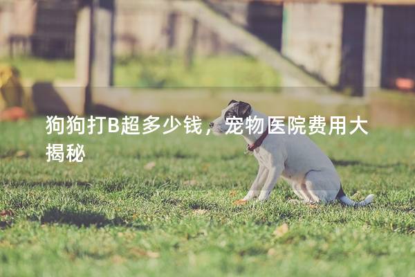 狗狗打B超多少钱，宠物医院费用大揭秘