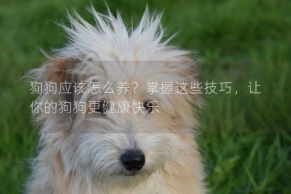 狗狗应该怎么养？掌握这些技巧，让你的狗狗更健康快乐