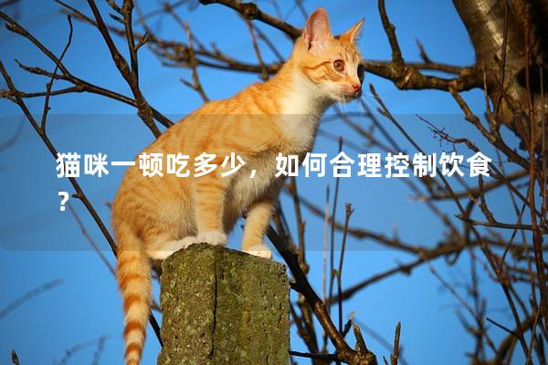 猫咪一顿吃多少，如何合理控制饮食？