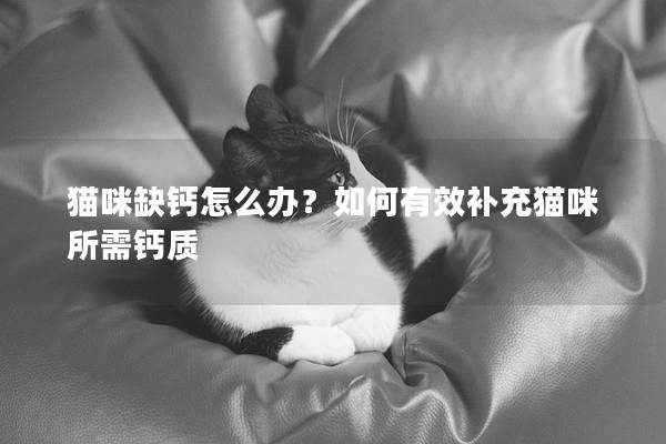 猫咪缺钙怎么办？如何有效补充猫咪所需钙质