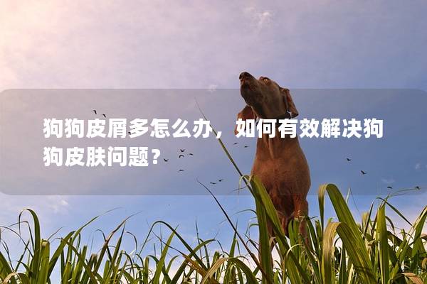 狗狗皮屑多怎么办，如何有效解决狗狗皮肤问题？