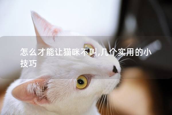 怎么才能让猫咪不叫,几个实用的小技巧