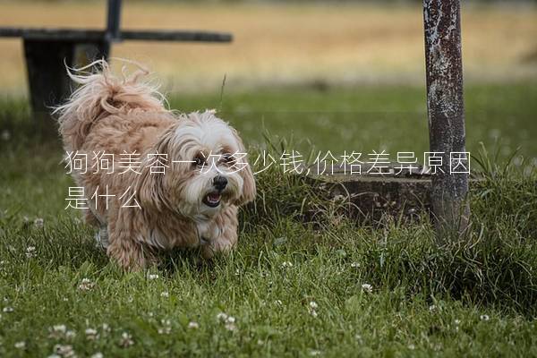 狗狗美容一次多少钱,价格差异原因是什么