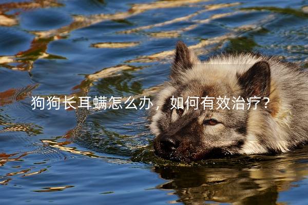 狗狗长耳螨怎么办，如何有效治疗？