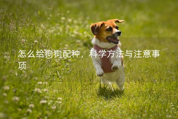 怎么给狗狗配种，科学方法与注意事项