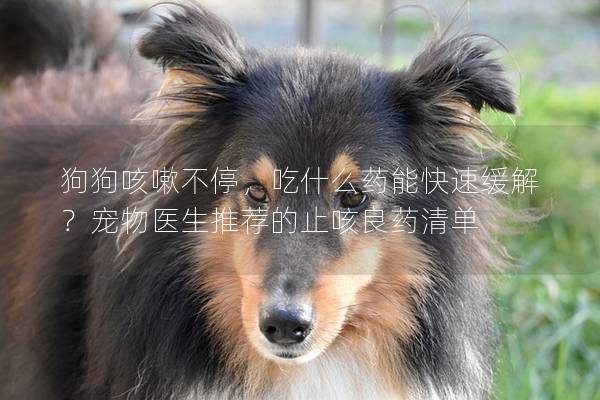 狗狗咳嗽不停，吃什么药能快速缓解？宠物医生推荐的止咳良药清单