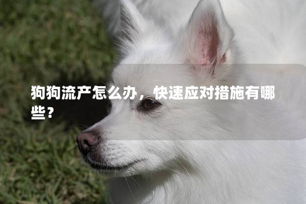 狗狗流产怎么办，快速应对措施有哪些？
