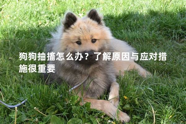 狗狗抽搐怎么办？了解原因与应对措施很重要