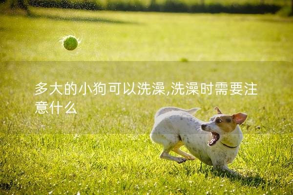 多大的小狗可以洗澡,洗澡时需要注意什么