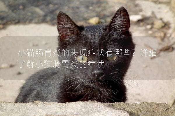 小猫肠胃炎的表现症状有哪些？详细了解小猫肠胃炎的症状