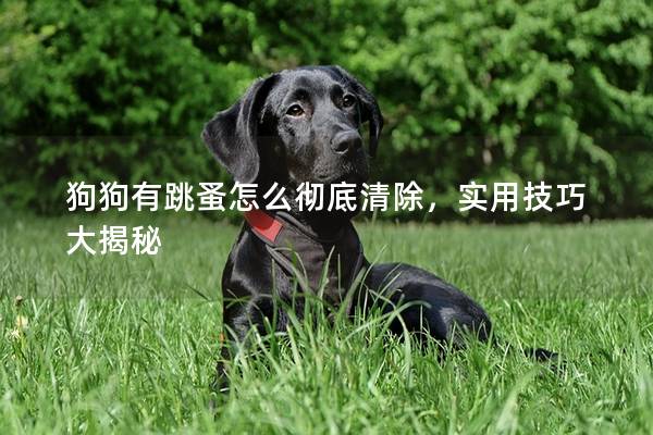 狗狗有跳蚤怎么彻底清除，实用技巧大揭秘